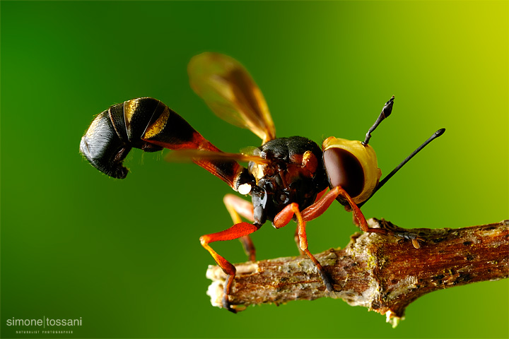 Conopidae physoconops - Nikon D3 - 60 Micro Nikkor AF f/2.8 D - Tubi Estensori - 1/2 Sec - f/22 - ISO 200 - Macrofotografia di insetti materiale Nikon - Simone Tossani