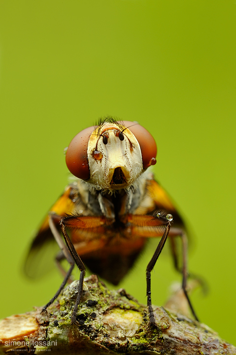 Genus gymnsoma - Nikon D700 - Nikon Micro AF 60 f/2.8 D - Tubi Estensori - 1,3 sec - f/16 - ISO 200 - Macrofotografia di insetti materiale Nikon - Simone Tossani