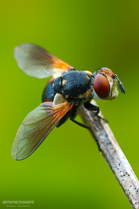 Genus gymnsoma - Nikon D3 - Nikon Micro AF 60 f/2.8 D - Tubi Estensori - 1/2 sec - f/22 - ISO 200 - Macrofotografia di insetti materiale Nikon - Simone Tossani