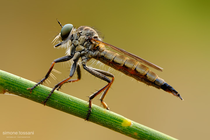 Machimus notatus - Nikon D3 - 60 Micro Nikkor AF f/2.8 D - Tubi Estensori - 1/10 Sec - f/22 - ISO 200 - Macrofotografia di insetti materiale Nikon - Simone Tossani