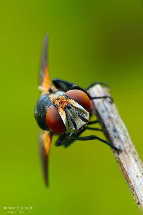 Genus gymnsoma - Nikon D3 - Nikon Micro AF 60 f/2.8 D - Tubi Estensori - 1 sec - f/22 - ISO 200- Macrofotografia di insetti materiale Nikon - Simone Tossani