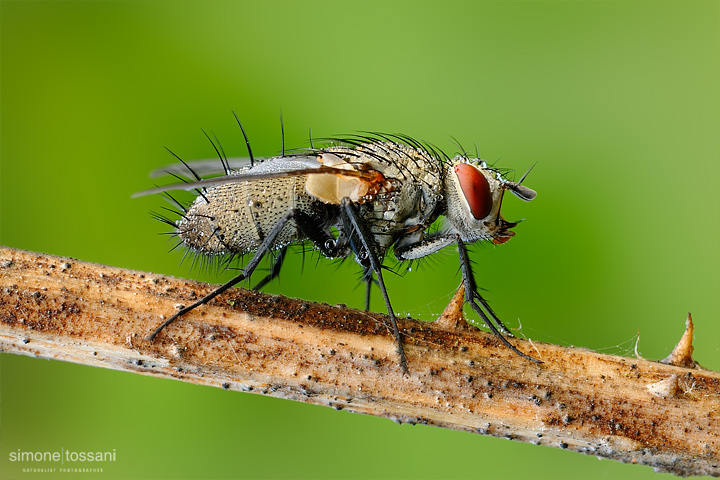 Phaonia viarium - Nikon D3 - 60 Micro Nikkor AF f/2.8 D - Tubi Estensori - 1 Sec - f/22 - ISO 200 - Macrofotografia di insetti materiale Nikon - Simone Tossani