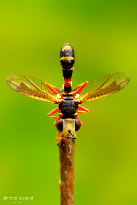 Conopidae physoconops - Nikon D3 - 60 Micro Nikkor AF f/2.8 D - Tubi Estensori - 1/13 Sec - f/20 - ISO 200 - Macrofotografia di insetti materiale Nikon - Simone Tossani