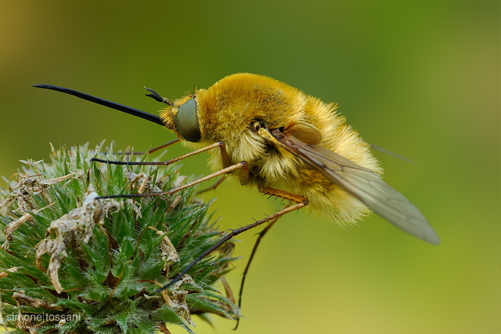 Bombylius minor - Nikon D3 - 60 Micro Nikkor AF f/2.8 D - Tubi Estensori - 1/6 Sec - f/22 - ISO 200 - Macrofotografia di insetti materiale Nikon - Simone Tossani