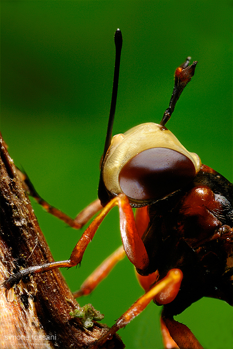 Conopidae physoconops - Nikon D3 - 60 Micro Nikkor AF f/2.8 D - Nikon SB 800 - Nikon PB 6 - 1/8 Sec - f/16 - ISO 200 - Macrofotografia di insetti materiale Nikon - Simone Tossani