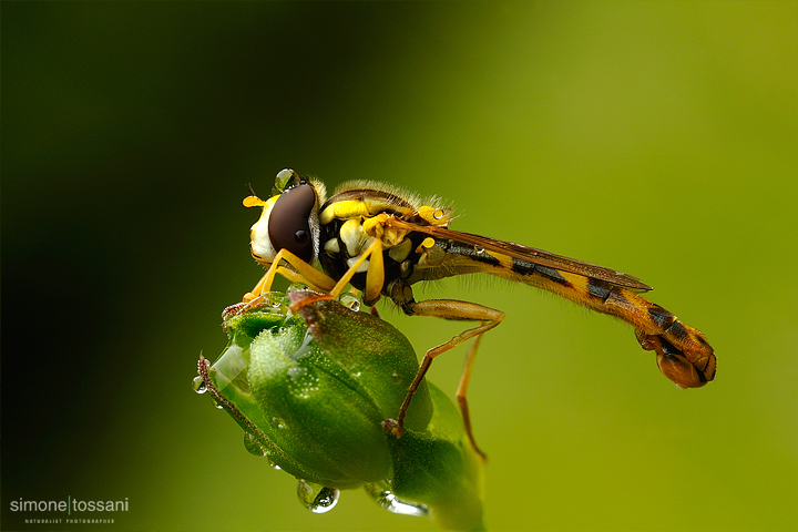 Meliscaeva cinctella - Nikon D3 - 60 Micro Nikkor AF f/2.8 D - Tubi Estensori - 1/8 Sec - f/20 - ISO 200 - Macrofotografia di insetti materiale Nikon - Simone Tossani