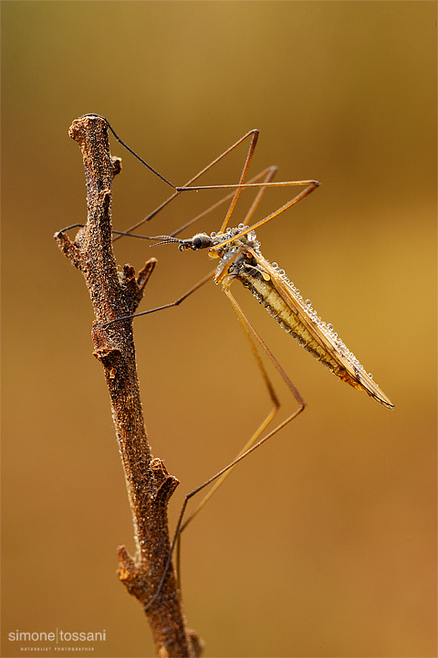 Tipula oleracea Nikon D3 Nikon Micro AF 60 f/2.8 D Tubi Estensori Macrofotografia di insetti materiale Nikon Simone Tossani