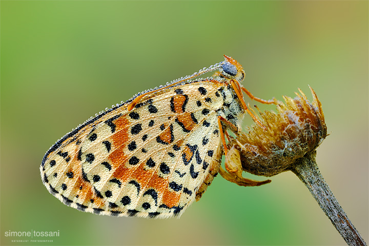 Melitaea didyma  Nikon D3  Micro Nikkor AF 60 f/2.8 D  Tubi Estensori  Macrofotografia di insetti materiale Nikon Simone Tossani