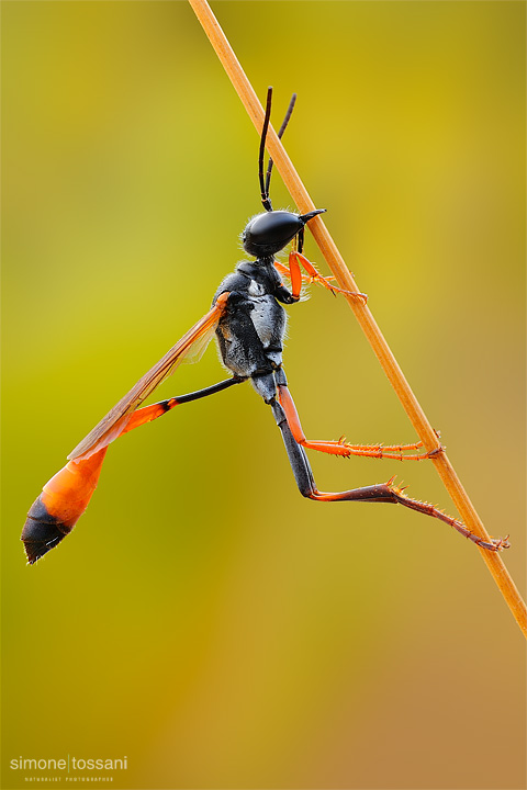 Ammophila procera Nikon D3 Nikon Micro AF 60 f/2.8 D Tubi Estensori Macrofotografia di insetti materiale Nikon Simone Tossani