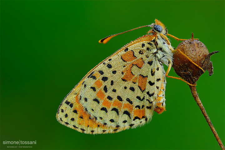 Melitaea didyma  Nikon D3  60 Micro Nikkor AF f/2.8 D  Tubi Estensori  Macrofotografia di insetti materiale Nikon Simone Tossani