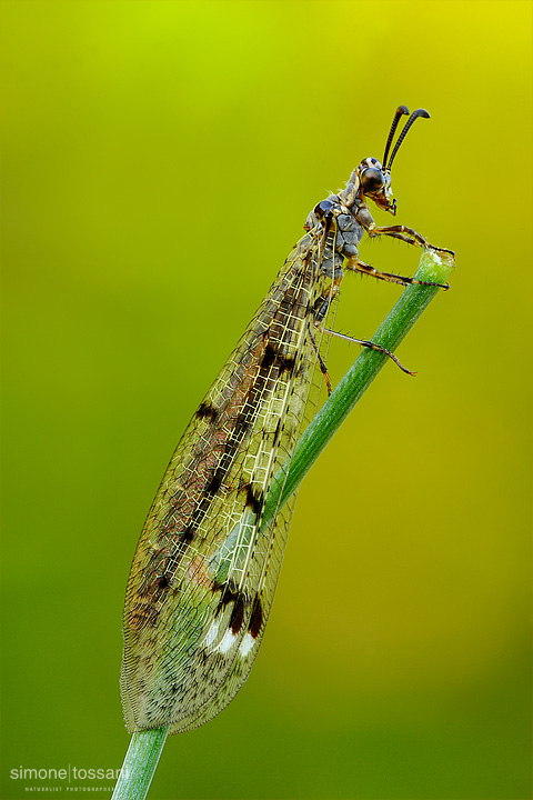Megistopus mirabilis Nikon D3 Nikon Micro AF 200 f/4 D ED Macrofotografia di insetti materiale Nikon Simone Tossani