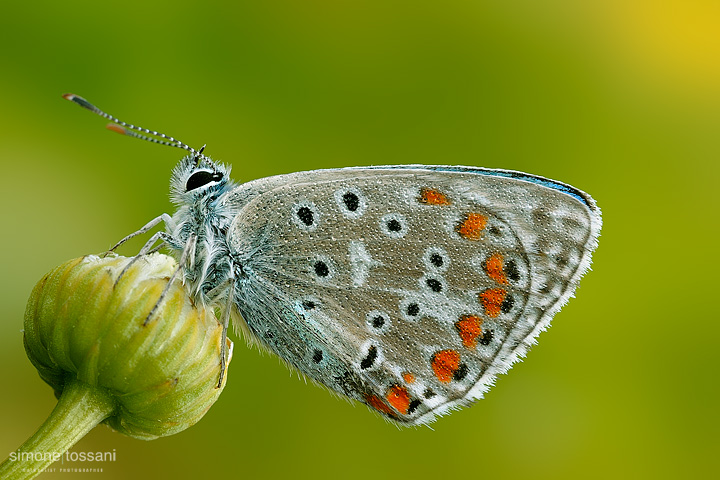 Polyommatus (meleageria) bellargus Nikon D3 Micro Nikkor AF 60 f/2.8 D Extended Tube Macrofotografia di insetti materiale Nikon Simone Tossani