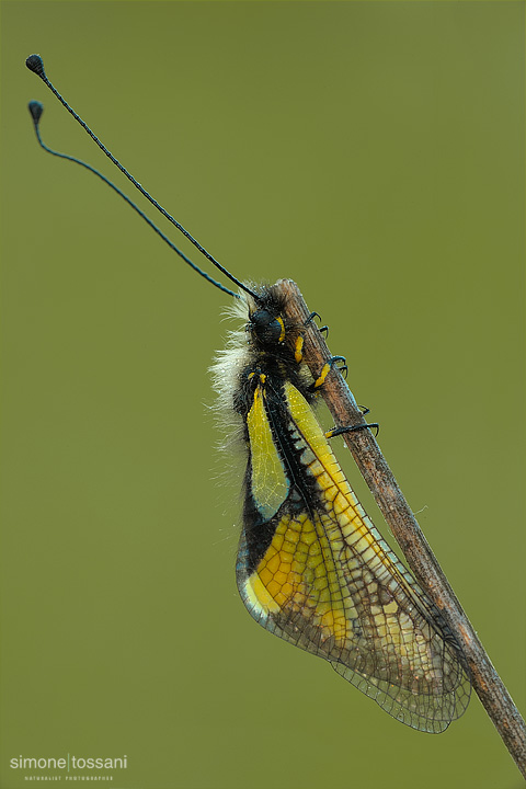 Ascalaphidae libelloides Nikon D3 Micro Nikkor AF 60 f/2.8 D Tubi Estensori Macrofotografia di insetti materiale Nikon Simone Tossani