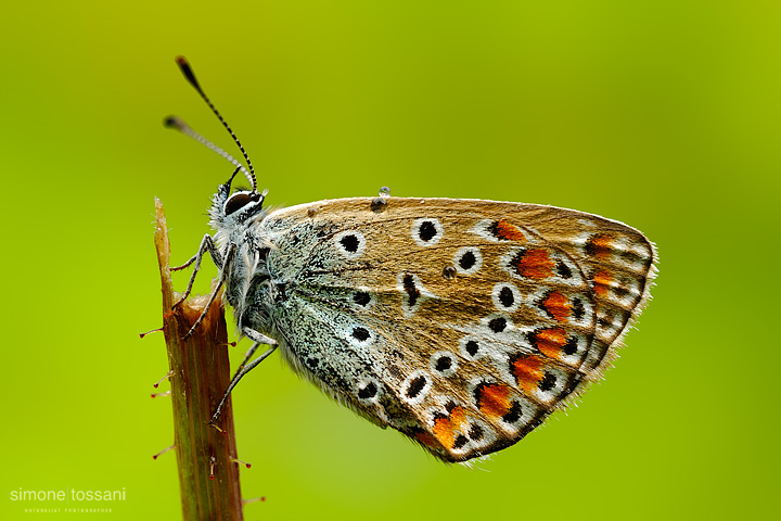 Plebejus (aricia) agestis  Nikon D3  Micro Nikkor AF 60 f/2.8 D  Extended Tube  Macrofotografia di insetti materiale Nikon Simone Tossani