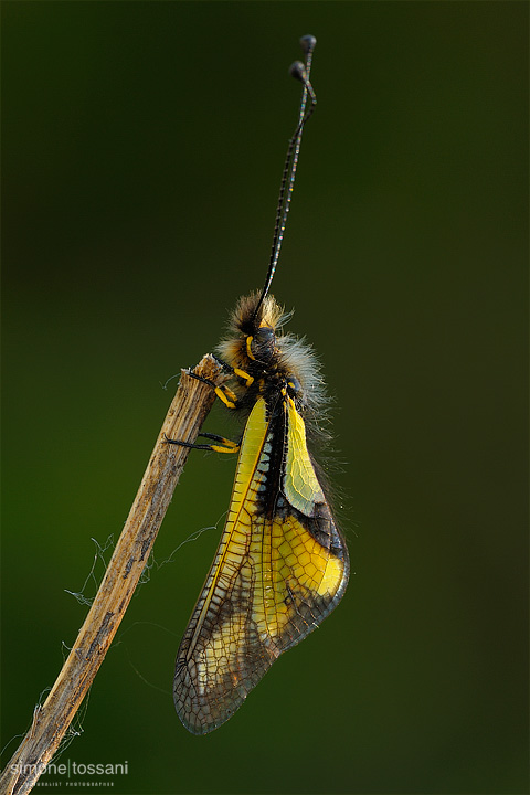 Ascalaphidae libelloides Nikon D3 Sigma 150 f/2.8 EX DG HSM Macro Macrofotografia di insetti materiale Nikon Simone Tossani