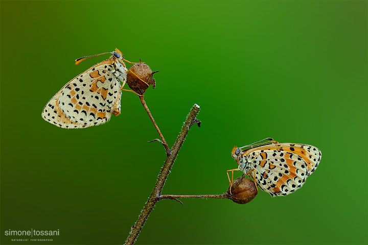 Melitaea didyma  Nikon D3  Micro Nikkor AF 200 f/4 D ED  Macrofotografia di insetti materiale Nikon Simone Tossani