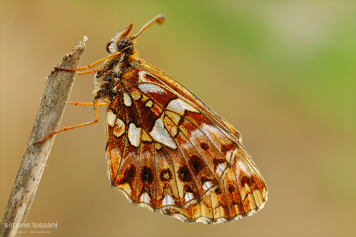 Boloria (clossiana) dia  Nikon D3  Micro Nikkor AF 60 f/2.8 D  Tubi Estensori  Macrofotografia di insetti materiale Nikon Simone Tossani