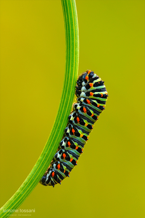 Papilio machaon (young) Nikon D3 Micro Nikkor AF 200 f/4 D ED Macrofotografia di insetti materiale Nikon Simone Tossani