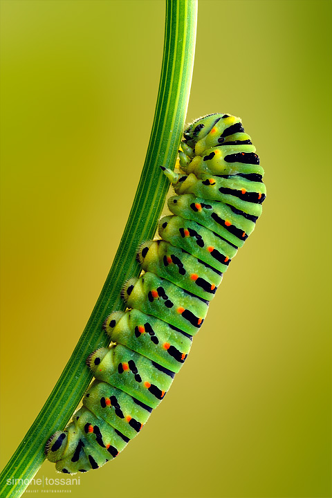 Papilio machaon (adult) Nikon D3 Micro Nikkor AF 200 f/4 D ED Macrofotografia di insetti materiale Nikon Simone Tossani