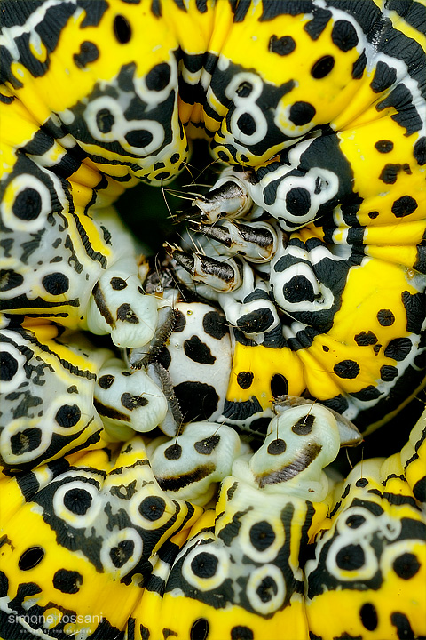 Apopestes specrtum Nikon D3 Micro Nikkor AF 60 f/2.8 D Extended Tube Macrofotografia di insetti materiale Nikon Simone Tossani