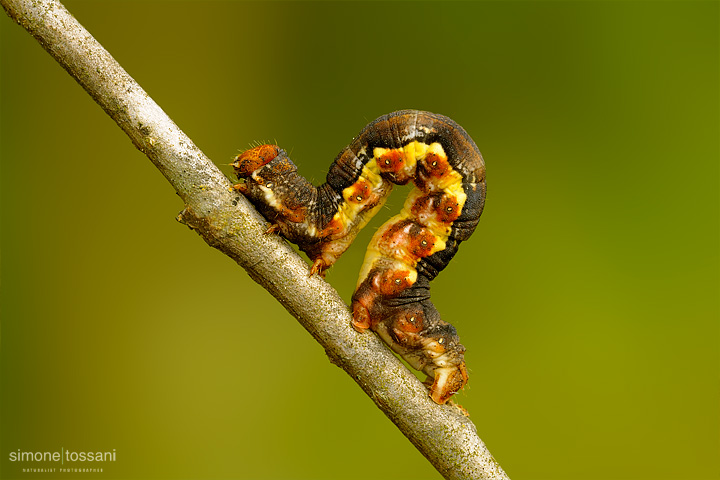 Erannis defoliaria  Nikon D700  Nikon Micro AF 200 f/4 D ED  Macrofotografia di insetti materiale Nikon Simone Tossani