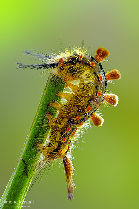 Orgyia (orgyia) antiqua Nikon D3 Micro Nikkor AF 200 f/4 D ED Macrofotografia di insetti materiale Nikon Simone Tossani