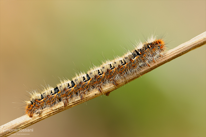 bruco Nikon D3 Micro Nikkor AF 200 f/4 D ED Macrofotografia di insetti materiale Nikon Simone Tossani