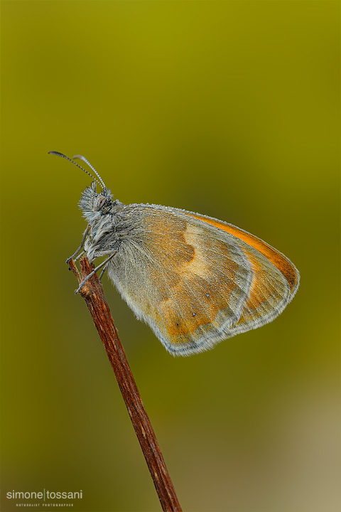 Coenonympha pamphilus Nikon D3 Micro Nikkor AF 60 f/2.8 D Extended Tube Macrofotografia di insetti materiale Nikon Simone Tossani