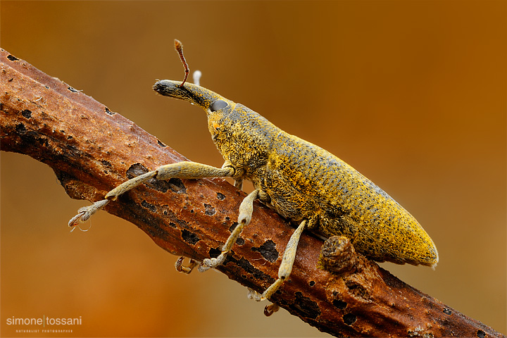 Curculionidae lixinae    Nikon D3  Nikon Micro AF 60 f/2.8 D  Tubi Estensori  Macrofotografia di insetti materiale Nikon Simone Tossani