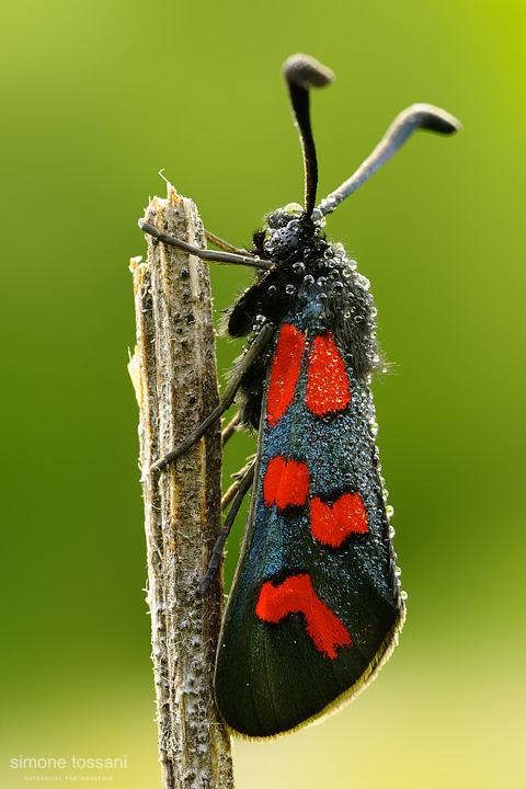 Zygaena oxytropis Nikon D3 Micro Nikkor AF 60 f/2.8 D Extended Tube Macrofotografia di insetti materiale Nikon Simone Tossani