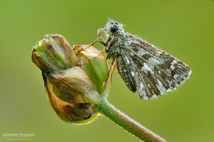 Pyrgus armoricanus  Nikon D3  Sigma 150 f/2.8 EX DG HSM Macro  Tubi Estensori  Macrofotografia di insetti materiale Nikon Simone Tossani