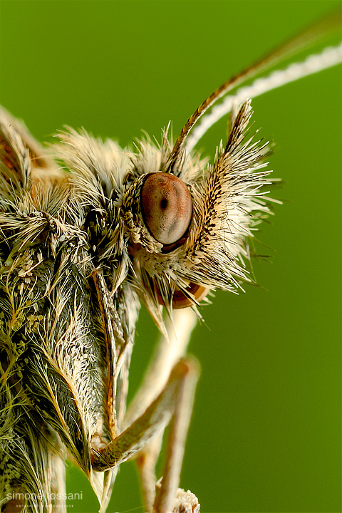 Coenonympha pamphilus Nikon D3 Micro Nikkor AF 60 f/2.8 D Bellows Nikon PB 6 Macrofotografia di insetti materiale Nikon Simone Tossani