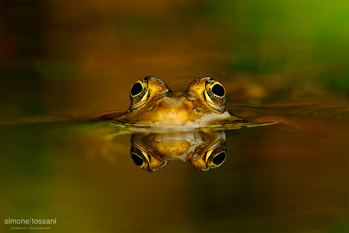 Pelophylax sinkl. Esculentus  Nikon D3  Nikkor AFS 300 f/4 D  Nikon TC 1.7x  Tubi Estensori  Macrofotografia di insetti materiale Nikon Simone Tossani