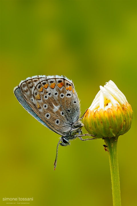 Plebejus (aricia) agestis Nikon D3 60 Micro Nikkor AF f/2.8 D Extended Tube Macrofotografia di insetti materiale Nikon Simone Tossani