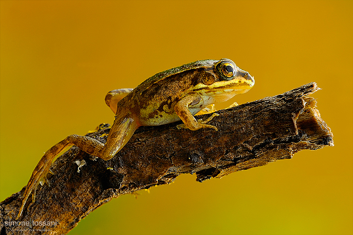 Pelophylax sinkl. Esculentus   Nikon D3  Nikon Micro AF 200 f/4 D ED  Macrofotografia di insetti materiale Nikon Simone Tossani