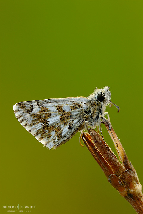 Pyrgus armoricanus Nikon D3 Micro Nikkor AF 200 f/4 D ED Macrofotografia di insetti materiale Nikon Simone Tossani