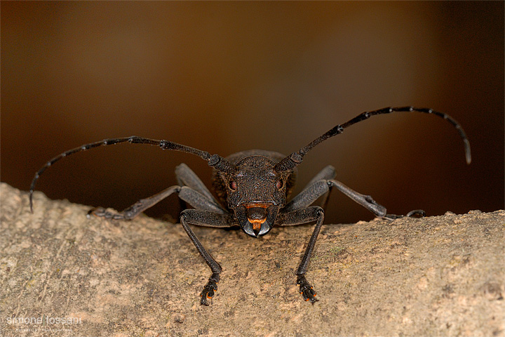 Morimus asper   Nikon D200  Sigma 180 f/3.5 EX DG HSM  Macrofotografia di insetti materiale Nikon Simone Tossani