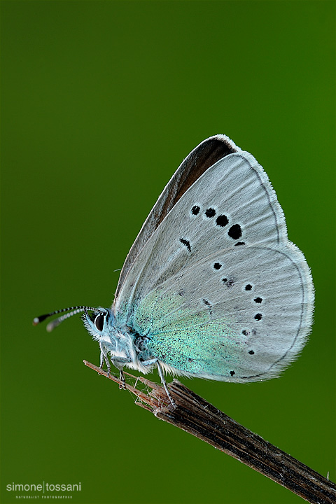 Polyommatus (agrodiaetus) ainsae Nikon D3 Micro Nikkor AF 200 f/4 D ED Macrofotografia di insetti materiale Nikon Simone Tossani