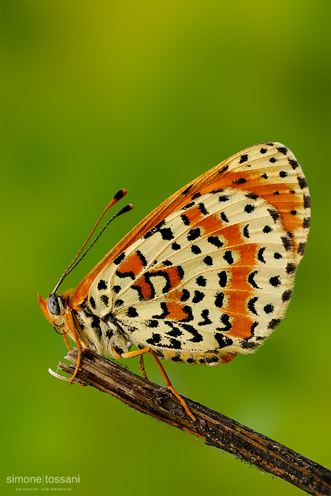 Melitaea didyma   Nikon D3  Nikon Micro AF 60 f/2.8 D  Tubi Estensori  Macrofotografia di insetti materiale Nikon Simone Tossani