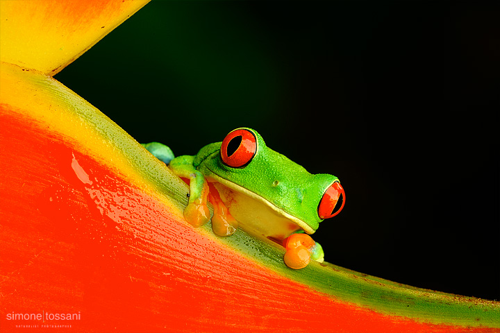 Agalychnis callidryas  Nikon D3  200 Micro Nikkor AF f/4 D ED  Macrofotografia di insetti materiale Nikon Simone Tossani