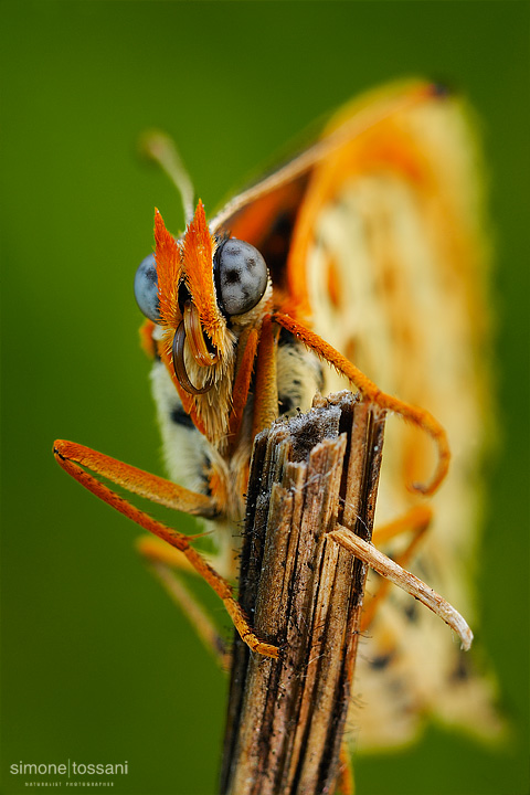 Melitaea didyma  Nikon D3  60 Micro Nikkor AF f/2.8 D  Tubi Estensori Macrofotografia di insetti materiale Nikon Simone Tossani 