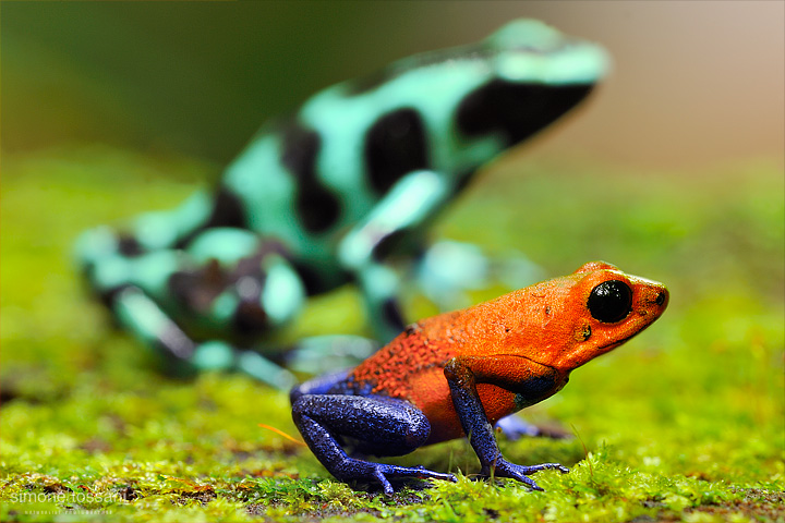 Dendrobates pumilio   Nikon D3  200 Micro Nikkor AF f/4 D ED  0.7 Sec  f/18  ISO 200 Macrofotografia di insetti materiale Nikon Simone Tossani