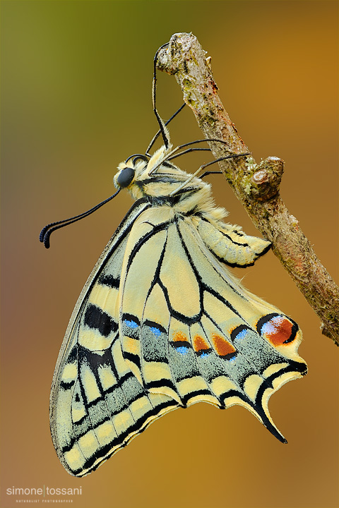 Papilio machaon   Nikon D3  Micro Nikkor AF 200 f/2.8 D ED  Tubi Estensori  Macrofotografia di insetti materiale Nikon Simone Tossani