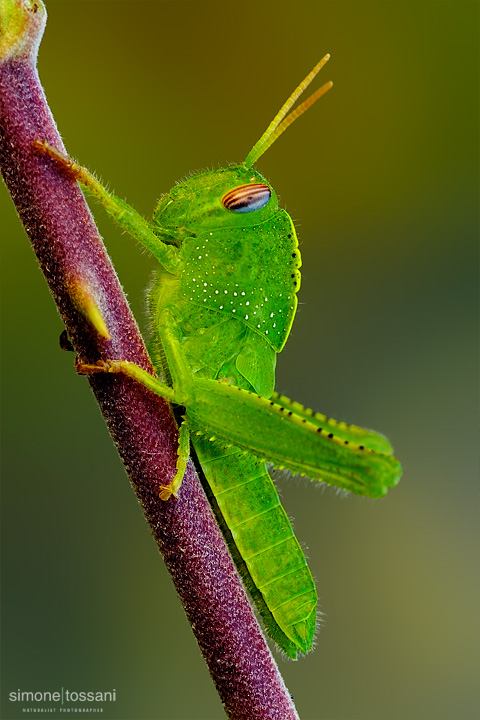 Cyrtacanthacridinae schistocerca  Nikon D3  Micro Nikkor AF 200 f/4 D ED  Macrofotografia di insetti materiale Nikon Simone Tossani