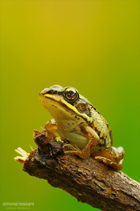 Pelophylax sinkl. Esculentus  Nikon D3  Micro Nikkor AF 200 f/4 D ED  Macrofotografia di insetti materiale Nikon Simone Tossani