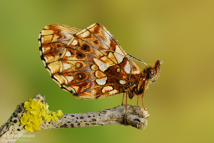 Boloria (clossiana) dia  Nikon D3  Nikon Micro AF 60 f/2.8 D  Tubi Estensori  1/13 sec  f/16  ISO 200 Macrofotografia di insetti materiale Nikon Simone Tossani