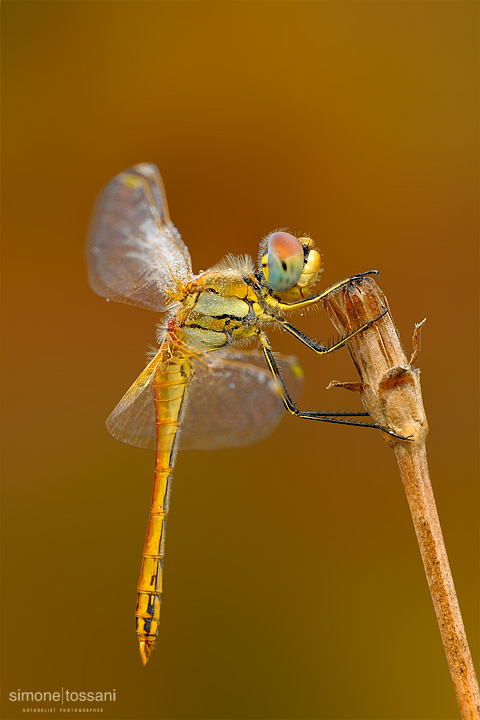 Sympetrum danae  Nikon D3  Micro Nikkor AF 200 f/4 D ED  Macrofotografia di insetti materiale Nikon Simone Tossani