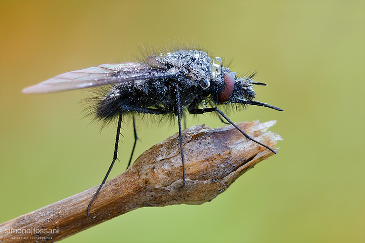 Bombylella atra  Nikon D3  Nikon Micro AF 60 f/2.8 D  Tubi Estensori  1 sec  f/25  ISO 200 Macrofotografia di insetti materiale Nikon Simone Tossani