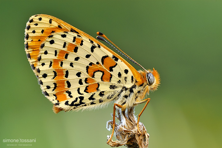 Melitaea didyma   Nikon D200  Sigma 180 f/3.5 EX DG HSM  TC Sigma 1.4x  1/2 Sec  f/11  ISO 100 Macrofotografia di insetti materiale Nikon Simone Tossani