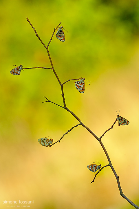Melitaea didyma  Nikon D3  Micro Nikkor AF 200 f/4 D ED  Macrofotografia di insetti materiale Nikon Simone Tossani